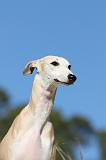 WHIPPET 102